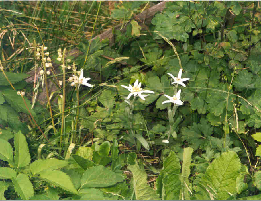 Edelweiss im Garten