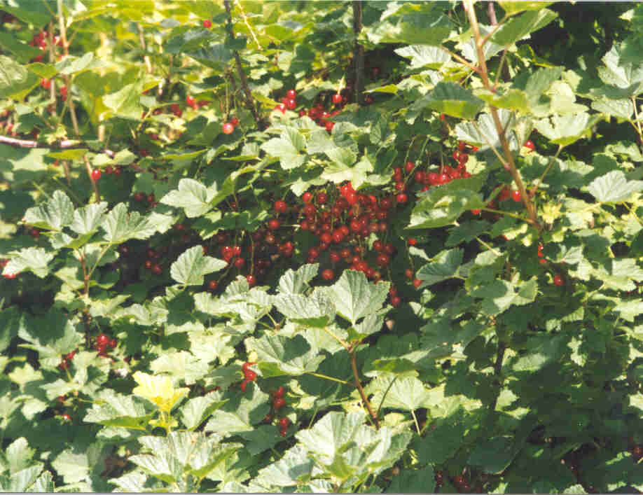 Johannisbeeren im Garten